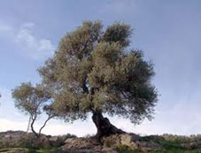 Les huiles d'olive