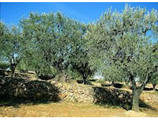 Les huiles d'olive Les huiles d'olive
