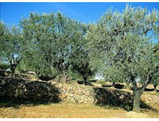 Les huiles d'olive