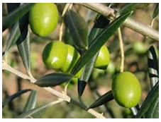 Les huiles d'olive