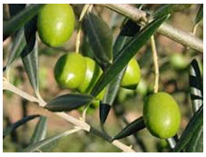 Les huiles d'olive Les huiles d'olive