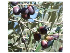 Les huiles d'olive